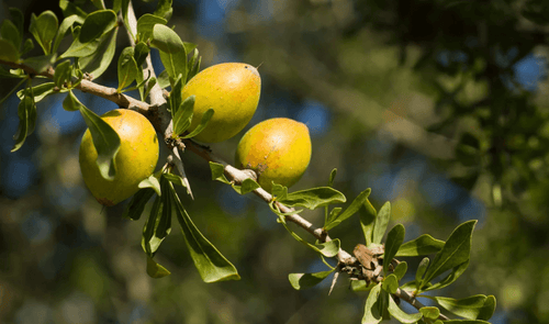 argan oil essential oil