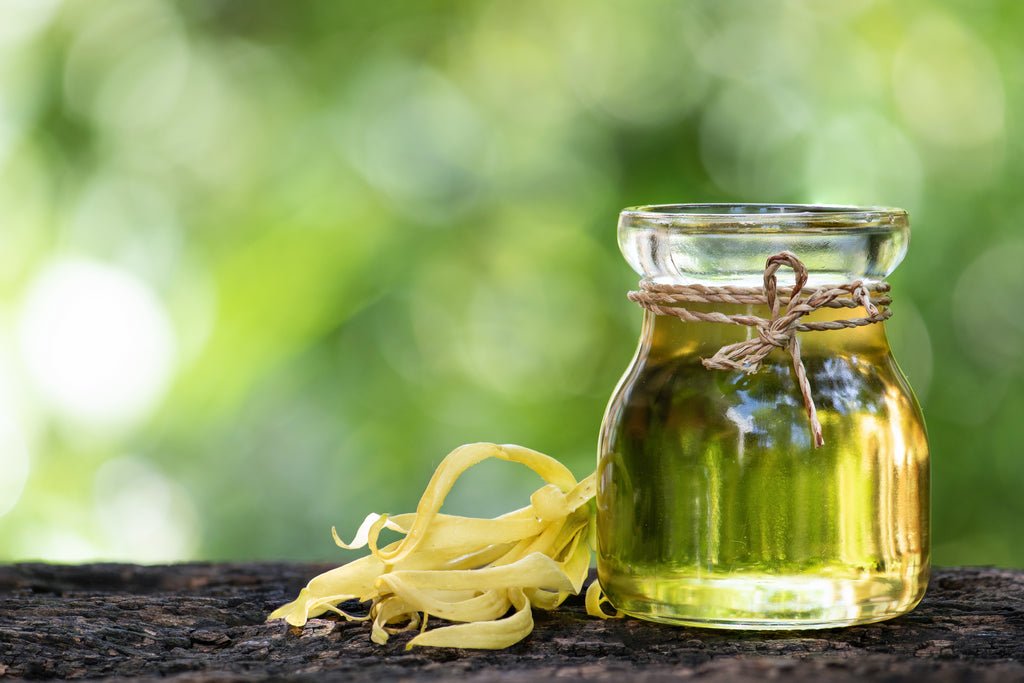 Everything You Need to Know About Ylang Ylang Essential Oil - Cliganic