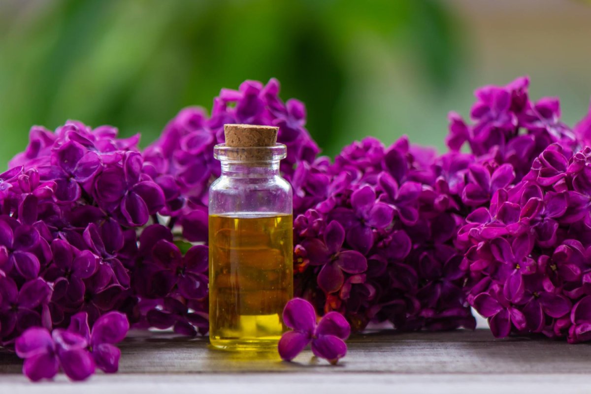 Geranium Essential Oil Benefits and Uses - Cliganic