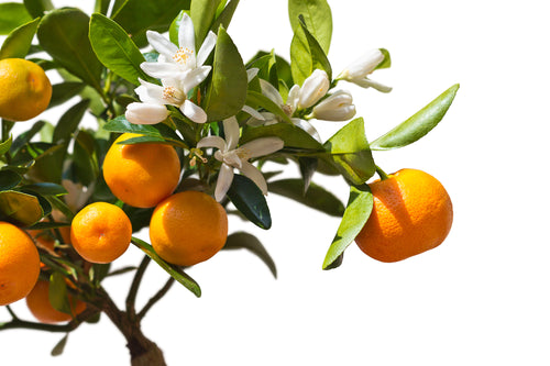 Benefits of Orange Essential Oil