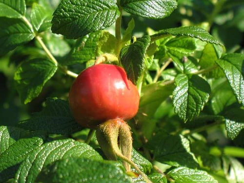 rosehip essential oil 